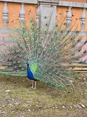 Peacock displaying full fan of iridescent tail feathers