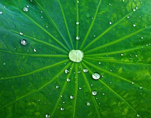 Macro view of vibrant green leaf veins covered in clear water droplets.
