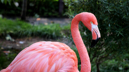A pink flamingo in nature. A bright bird.