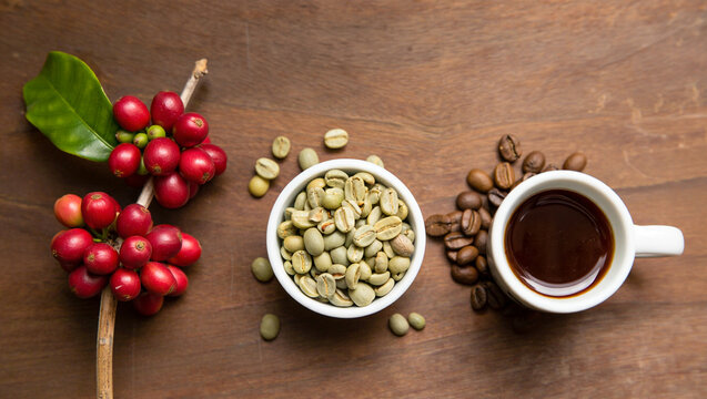 World Coffee Day. Fresh coffee cherries, green beans (raw coffee beans), roasted beans, and a cup of ready-to-drink coffee in one frame. - Powered by Adobe