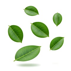 Natural Leaf Composition  Eco-Friendly Design Elemen