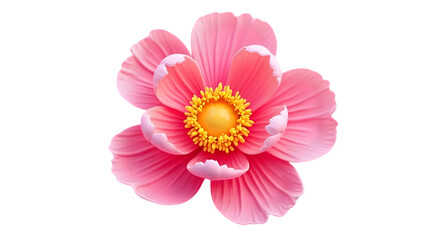 Pink Flower Blooming with Bright Yellow Center Isolated on Transparent Background