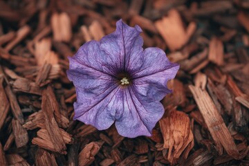Close-up of purple flower on wood chips