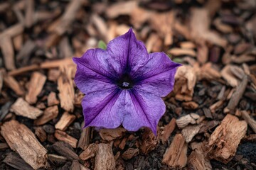 Close-up of a vibrant purple flower amidst wood chips