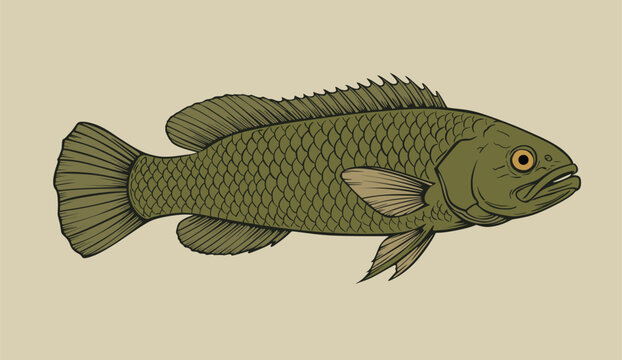 Illustration of a Snakehead Fish (Channa striata)