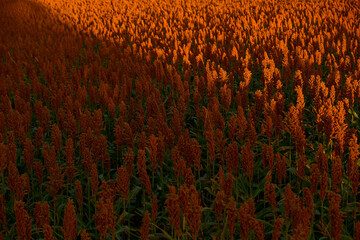 Vibrant orange sorghum tassels on green stems with leaves. Half the frame illuminated by warm sunlight, creating rich autumn colors and mesmerizing natural textures.