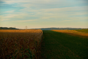 Obraz premium Wide view of a cornfield with yellowing leaves beside a freshly mown green field. Warm sunlight illuminates parts of the fields under clear blue sky, peaceful countryside.
