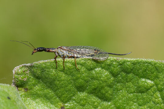 Closeup on a snakefly, Agulla species from Columbia river Gorge, Oregon