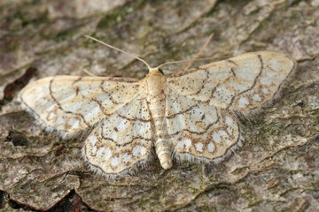 Closeup on a small Checkered wave geometer moth,  chequered wave with spread wings