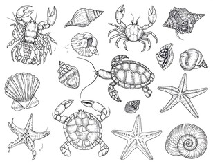 Seashell and sea creature sketches