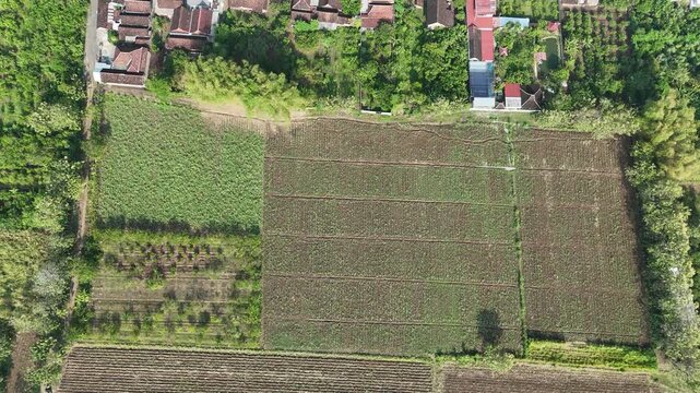 Cinematic Drone Tilt Up Revealing Vast Young Sugarcane Field