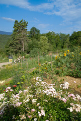 Rosier, Tournesol, Paillage, Culture bio, Parc écologique Terre Vivante, Domaine de Raud, Mens , 38, Vienne, France