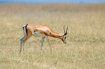 gazelle de grant, gazella granti, Afrique de l'Est