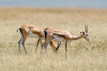gazelle de grant, gazella granti, Afrique de l'Est