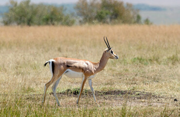 gazelle de grant, gazella granti, Afrique de l'Est