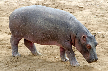 Fototapeta premium hippopotame, hippopotamus amphibius, Réserve de Masai Mara, Afrique