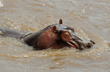 Fototapeta premium hippopotame, hippopotamus amphibius, Réserve de Masai Mara, Afrique