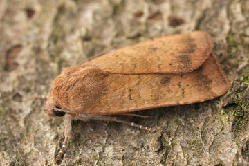 Closeup on a Least Yellow Underwing owlet moth, Noctua interjecta