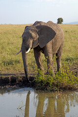 Obraz premium éléphant d'Afrique, loxodonta africana, savane, Réserve de Masai Mara, Kenya