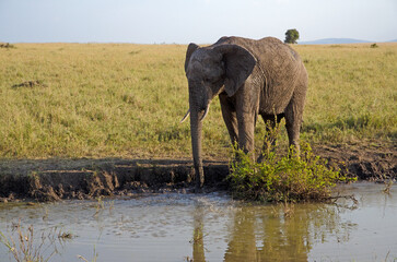 Obraz premium éléphant d'Afrique, loxodonta africana, savane, Réserve de Masai Mara, Kenya