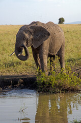 Fototapeta premium éléphant d'Afrique, loxodonta africana, savane, Réserve de Masai Mara, Kenya