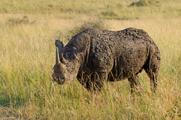 rhinocéris noir, diceros bicornis, adulte, savane, réserve de Masai Mara, Kenya