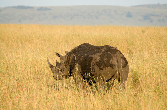 rhinoc&eacute;ris noir, diceros bicornis, adulte, savane, r&eacute;serve de Masai Mara, Kenya