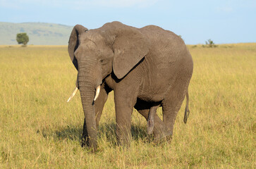 Obraz premium éléphant d'Afrique, loxodonta africana, savane, Réserve de Masai Mara, Kenya