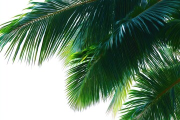 Fototapeta premium Tropical palm fronds against white background