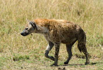 Hyène tachetée, Crocuta crocuta, Afrique de l'Est