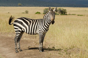 Naklejka premium Zèbre de Grant, Equus burchelli grant, Réserve de Masai Mara, Kenya