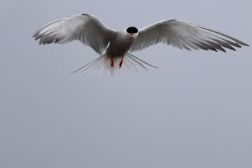 common tern