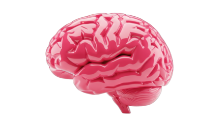 Glossy Pink Human Brain Anatomical Illustration on White Background.