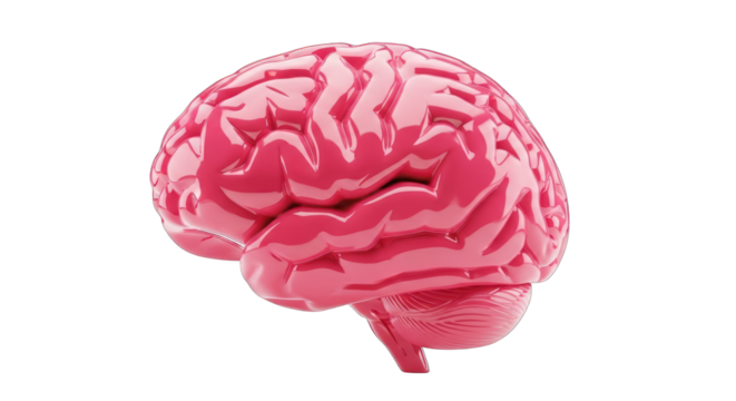 Glossy Pink Human Brain Anatomical Illustration on White Background.