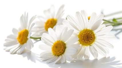 Fototapeta premium Close up of delicate white daisies with yellow centers on a white background