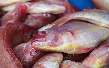Close-up of fresh red and yellow fish piled together, ready for market in fish. A vibrant, full-frame composition highlighting raw seafood.