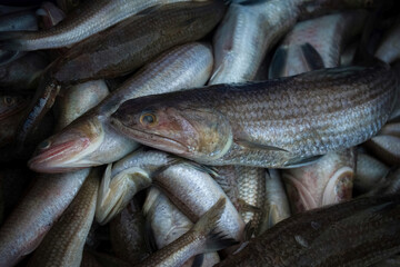 A close-up, full-frame composition showcases numerous freshly caught raw fish meticulously piled together in a vibrant Mangalore market. This authentic scene captures abundant seafood, ready for sale.