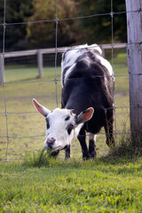 Fototapeta premium Front view of black and white domestic goat Capra hircus stretching its neck through a wire fence to reach some succulent grass on the other side