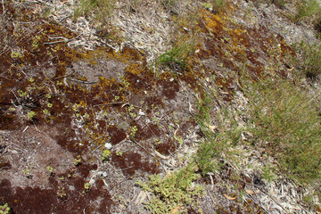 ground and vegetation at rottnest island in australia 