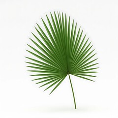 Tropical Nature Concept  Palm Leaf Isolated on White
