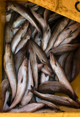 Overhead view of numerous freshly caught fish, tightly packed in a vibrant yellow crate at a market in India.