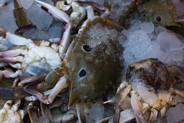 A close-up, overhead view of fresh blue crabs displayed on a bed of ice at a vibrant fish market in India, ready for sale.