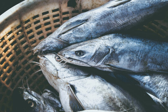 Close-up of freshly caught silver-skinned fish, likely catfish, piled in a plastic basket at a bustling Mangalore seafood market in India, showcasing local commerce.