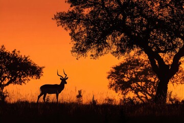 Silhouette of antelope at sunset (7)