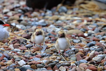 common tern chick