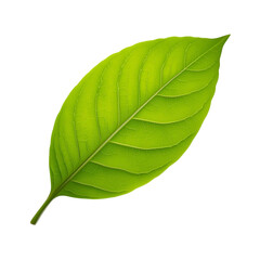 Obraz premium green leaf on white background