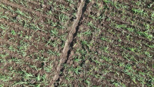 Dynamic Aerial Spiral Up from Young Sugarcane Field