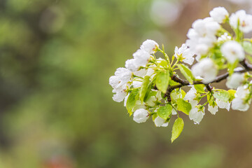 White blossoming apple trees with rain drops