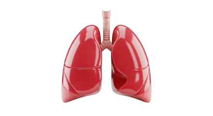 3D Model of Human Lungs with Trachea.