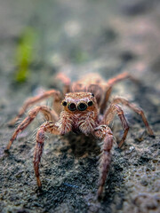 spider on the wall